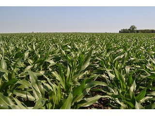 389.789+/- Acres with 364.98+/- acres tillable.  26.3 Acres in CRP.  $3,512 annual payment and contract expires 9/30/22. - 389.789+/- Acres Farmland