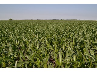 389.789+/- Acres with 364.98+/- acres tillable.  26.3 Acres in CRP.  $3,512 annual payment and contract expires 9/30/22. - 389.789+/- Acres Farmland