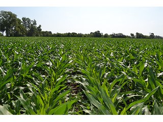389.789+/- Acres with 364.98+/- acres tillable.  26.3 Acres in CRP.  $3,512 annual payment and contract expires 9/30/22. - 389.789+/- Acres Farmland