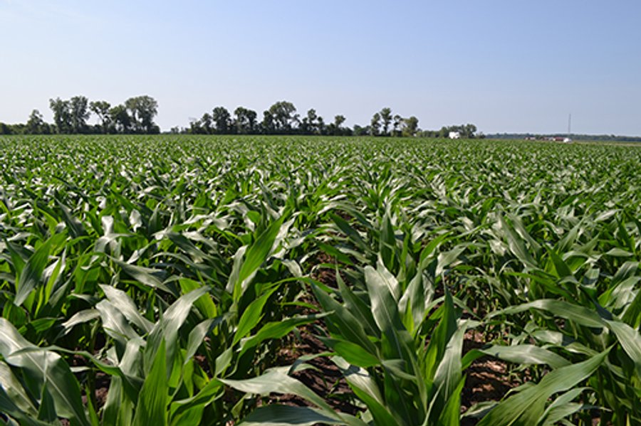 For sale: 389.789+/- Acres Farmland