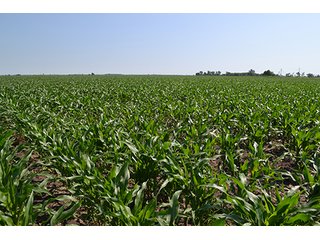 389.789+/- Acres with 364.98+/- acres tillable.  26.3 Acres in CRP.  $3,512 annual payment and contract expires 9/30/22. - 389.789+/- Acres Farmland