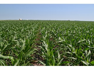 389.789+/- Acres with 364.98+/- acres tillable.  26.3 Acres in CRP.  $3,512 annual payment and contract expires 9/30/22. - 389.789+/- Acres Farmland