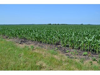 389.789+/- Acres with 364.98+/- acres tillable.  26.3 Acres in CRP.  $3,512 annual payment and contract expires 9/30/22. - 389.789+/- Acres Farmland