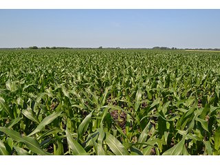 389.789+/- Acres with 364.98+/- acres tillable.  26.3 Acres in CRP.  $3,512 annual payment and contract expires 9/30/22. - 389.789+/- Acres Farmland