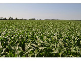 389.789+/- Acres with 364.98+/- acres tillable.  26.3 Acres in CRP.  $3,512 annual payment and contract expires 9/30/22. - 389.789+/- Acres Farmland