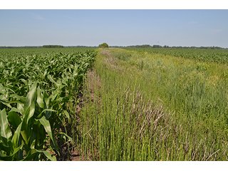 389.789+/- Acres with 364.98+/- acres tillable.  26.3 Acres in CRP.  $3,512 annual payment and contract expires 9/30/22. - 389.789+/- Acres Farmland