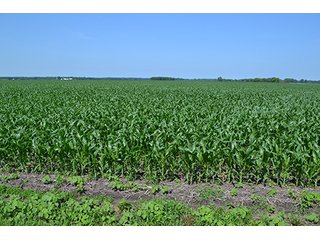 389.789+/- Acres with 364.98+/- acres tillable.  26.3 Acres in CRP.  $3,512 annual payment and contract expires 9/30/22. - 389.789+/- Acres Farmland
