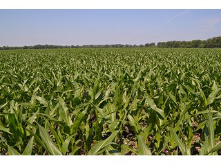 389.789+/- Acres with 364.98+/- acres tillable.  26.3 Acres in CRP.  $3,512 annual payment and contract expires 9/30/22. - 389.789+/- Acres Farmland