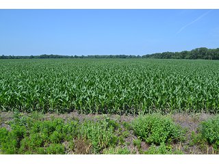 389.789+/- Acres with 364.98+/- acres tillable.  26.3 Acres in CRP.  $3,512 annual payment and contract expires 9/30/22. - 389.789+/- Acres Farmland