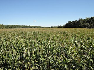 <b>Hunting, Boating, Family Recreation Opportunity</b>

<b>Features Include:</b>
* 22 Acres Woodland
* Aprox. 5 Acre Lake
* 50' Owned Lane along Hillsboro Road
* Frontage on 200N
* Adjoins Wilbur Wright Fish & Wildlife Area
* Information is estimated and not warranted - 27+/- Acres Recreational Land