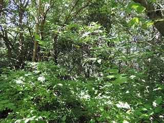<b>Hunting, Boating, Family Recreation Opportunity</b>

<b>Features Include:</b>
* 22 Acres Woodland
* Aprox. 5 Acre Lake
* 50' Owned Lane along Hillsboro Road
* Frontage on 200N
* Adjoins Wilbur Wright Fish & Wildlife Area
* Information is estimated and not warranted - 27+/- Acres Recreational Land