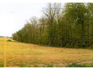 - 30.6 Acres all woodland. 
- Stream and nice area for pond.  
- Whole family recreation right here on blacktop road or build your own place.  
- Limited houses adjoining.  
- Ash harvest in 2015 with good long term timber potential. - 30.6+/- Acres All Woodland