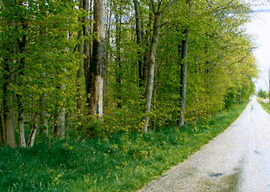 For sale: 30.6+/- Acres All Woodland - 6 Miles Southwest of Centerville in East Central Indiana