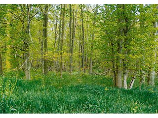 - 30.6 Acres all woodland. 
- Stream and nice area for pond.  
- Whole family recreation right here on blacktop road or build your own place.  
- Limited houses adjoining.  
- Ash harvest in 2015 with good long term timber potential. - 30.6+/- Acres All Woodland