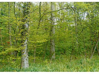 - 30.6 Acres all woodland. 
- Stream and nice area for pond.  
- Whole family recreation right here on blacktop road or build your own place.  
- Limited houses adjoining.  
- Ash harvest in 2015 with good long term timber potential. - 30.6+/- Acres All Woodland