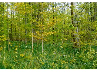- 30.6 Acres all woodland. 
- Stream and nice area for pond.  
- Whole family recreation right here on blacktop road or build your own place.  
- Limited houses adjoining.  
- Ash harvest in 2015 with good long term timber potential. - 30.6+/- Acres All Woodland