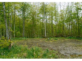 - 30.6 Acres all woodland. 
- Stream and nice area for pond.  
- Whole family recreation right here on blacktop road or build your own place.  
- Limited houses adjoining.  
- Ash harvest in 2015 with good long term timber potential. - 30.6+/- Acres All Woodland