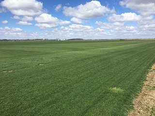 66+/- Acres with 63.42 tillable and 2.58 pasture/woods and 2.58 roads & waste.

Farm is currently is SOD production and current crop will be removed before June 1, 2016.  Possession is immediate upon removal of SOD. - 66+/- Acres in Boone County, IN