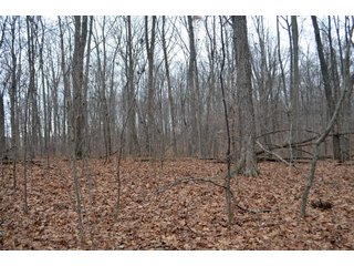 Property photo 8 - LAND AUCTION - 80+/- ACRES OFFERED IN 4 TRACTS IN NORTHEAST ALLEN COUNTY, INDIANA