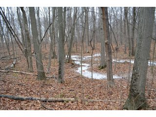 Property photo 2 - LAND AUCTION - 80+/- ACRES OFFERED IN 4 TRACTS IN NORTHEAST ALLEN COUNTY, INDIANA