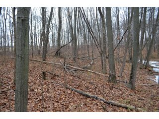 Property photo 16 - LAND AUCTION - 80+/- ACRES OFFERED IN 4 TRACTS IN NORTHEAST ALLEN COUNTY, INDIANA