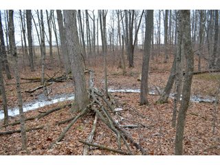 Property photo 39 - LAND AUCTION - 80+/- ACRES OFFERED IN 4 TRACTS IN NORTHEAST ALLEN COUNTY, INDIANA