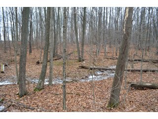 Property photo 21 - LAND AUCTION - 80+/- ACRES OFFERED IN 4 TRACTS IN NORTHEAST ALLEN COUNTY, INDIANA