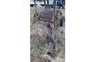 Property photo 78 - PLATO CONSIGNMENT AUCTION IN LAGRANGE COUNTY, INDIANA
