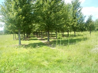 Property photo 18 - REAL ESTATE AUCTION - 80.9+/- ACRES IN 3 TRACTS IN HAMILTON COUNTY, INDIANA