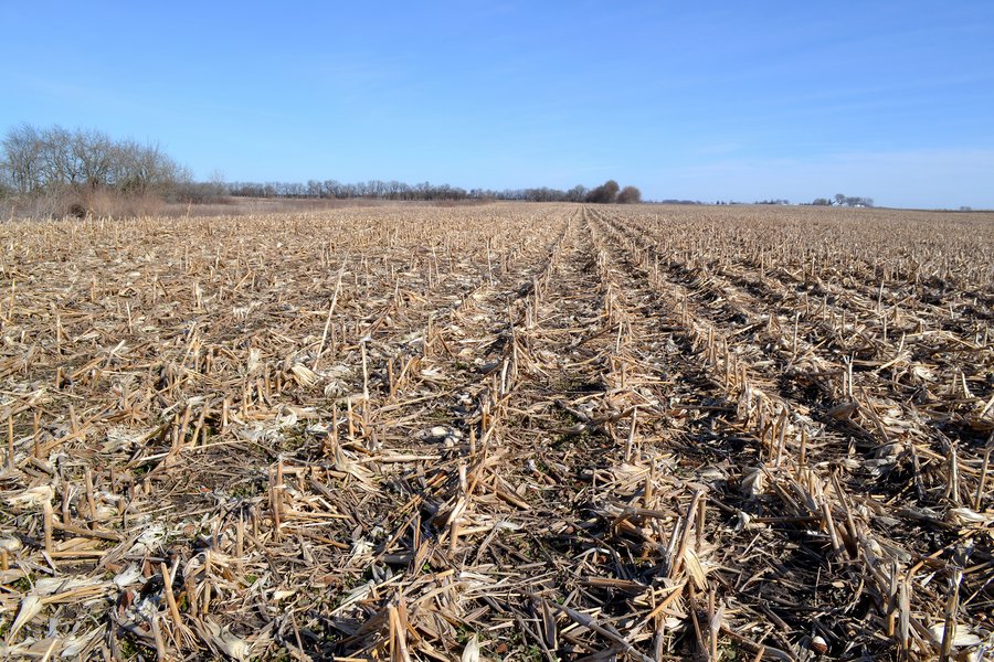 LAND AUCTION - 91+/- ACRES OFFERED IN 2 TRACTS IN IROQUOIS COUNTY, ILLINOIS
