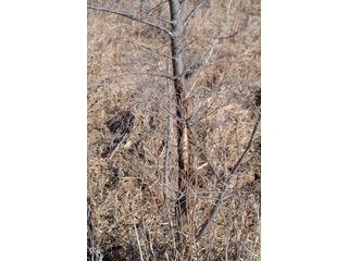 Property photo 15 - LAND AUCTION - 91+/- ACRES OFFERED IN 2 TRACTS IN IROQUOIS COUNTY, ILLINOIS