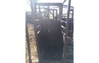 Property photo 73 - HANES FARM EQUIPMENT AUCTION IN CASS COUNTY, NEBRASKA