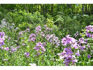 Property photo 8 - LAND AUCTION - 937+/- ACRES OFFERED IN 28 TRACTS IN MORGAN CO., OHIO