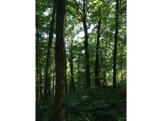 Property photo 10 - LAND AUCTION - 937+/- ACRES OFFERED IN 28 TRACTS IN MORGAN CO., OHIO
