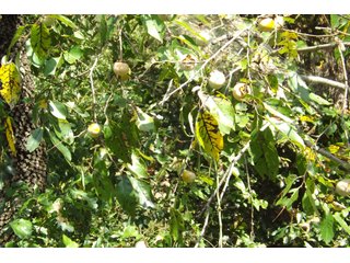 Property photo 26 - REAL ESTATE AUCTION - 1,000+/- ACRES OFFERED IN 10 TRACTS IN PITTSBURG CO., OKLAHOMA