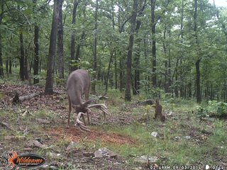 Property photo 18 - REAL ESTATE AUCTION - 1,000+/- ACRES OFFERED IN 10 TRACTS IN PITTSBURG CO., OKLAHOMA