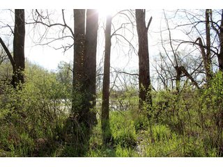 Property photo 4 - REAL ESTATE AUCTION - 77+/- ACRES OFFERED IN 1 TRACT IN KOSCIUSKO COUNTY, INDIANA