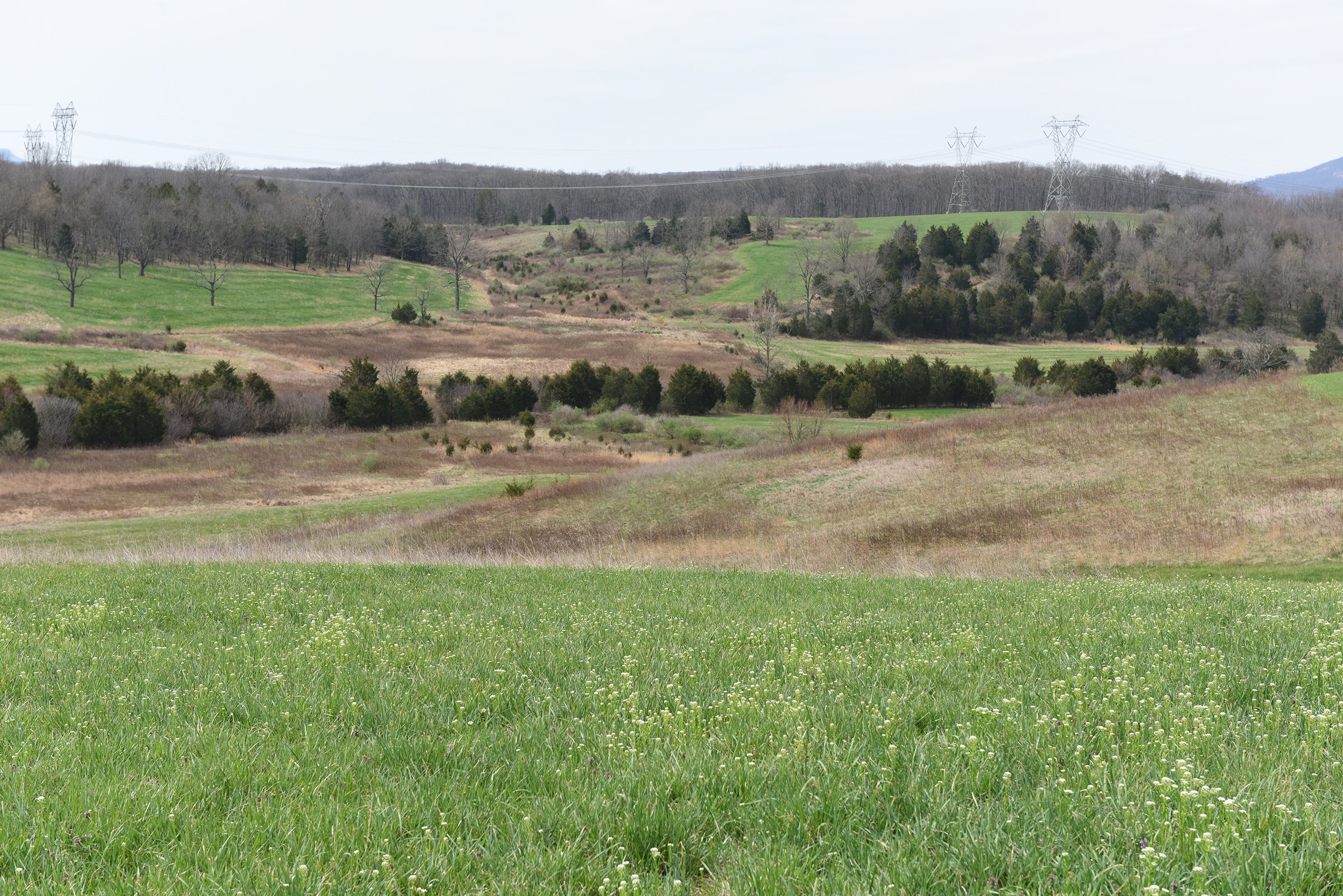 Property photo 59 - LAND AUCTION - 533+/- ACRES OFFERED IN 5 TRACTS IN HARDY COUNTY, WEST VIRGINIA