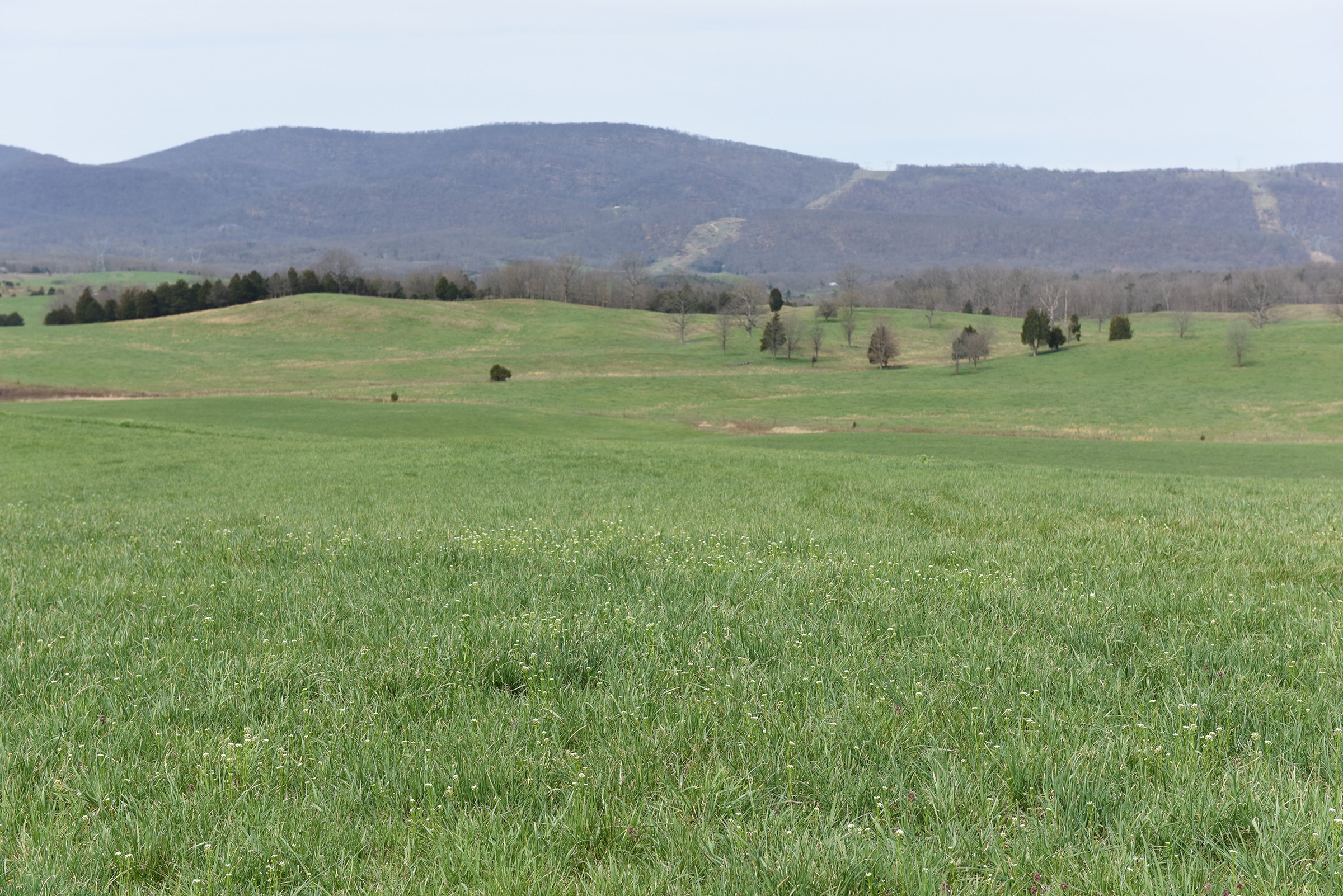 Property photo 65 - LAND AUCTION - 533+/- ACRES OFFERED IN 5 TRACTS IN HARDY COUNTY, WEST VIRGINIA