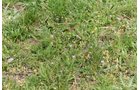 Property photo 39 - LAND AUCTION - 533+/- ACRES OFFERED IN 5 TRACTS IN HARDY COUNTY, WEST VIRGINIA