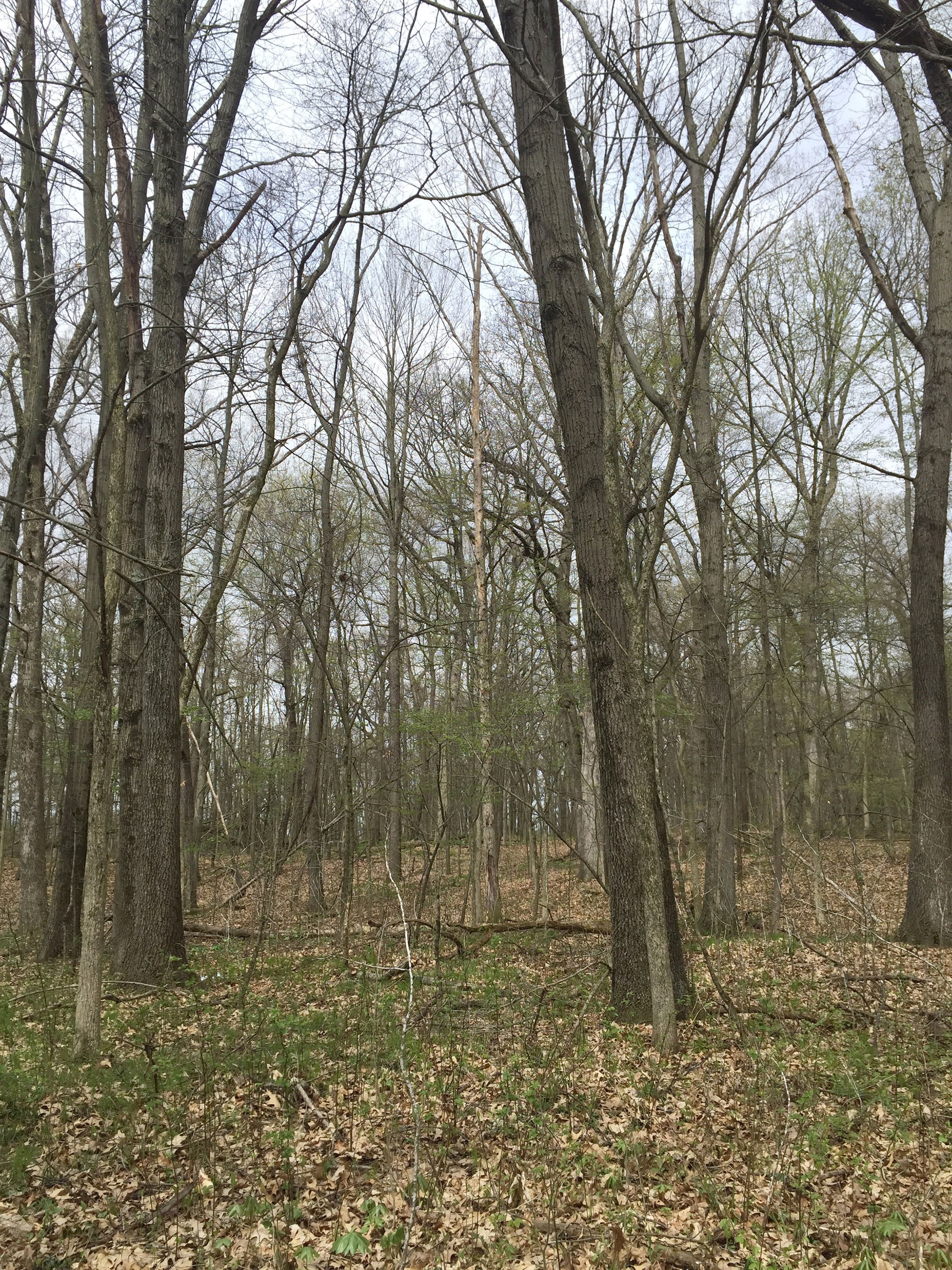 Property photo 96 - ONCE IN A LIFETIME OPPORTUNITY AUCTION - 183+/- ACRES IN 27 TRACTS IN BRANCH COUNTY, MICHIGAN