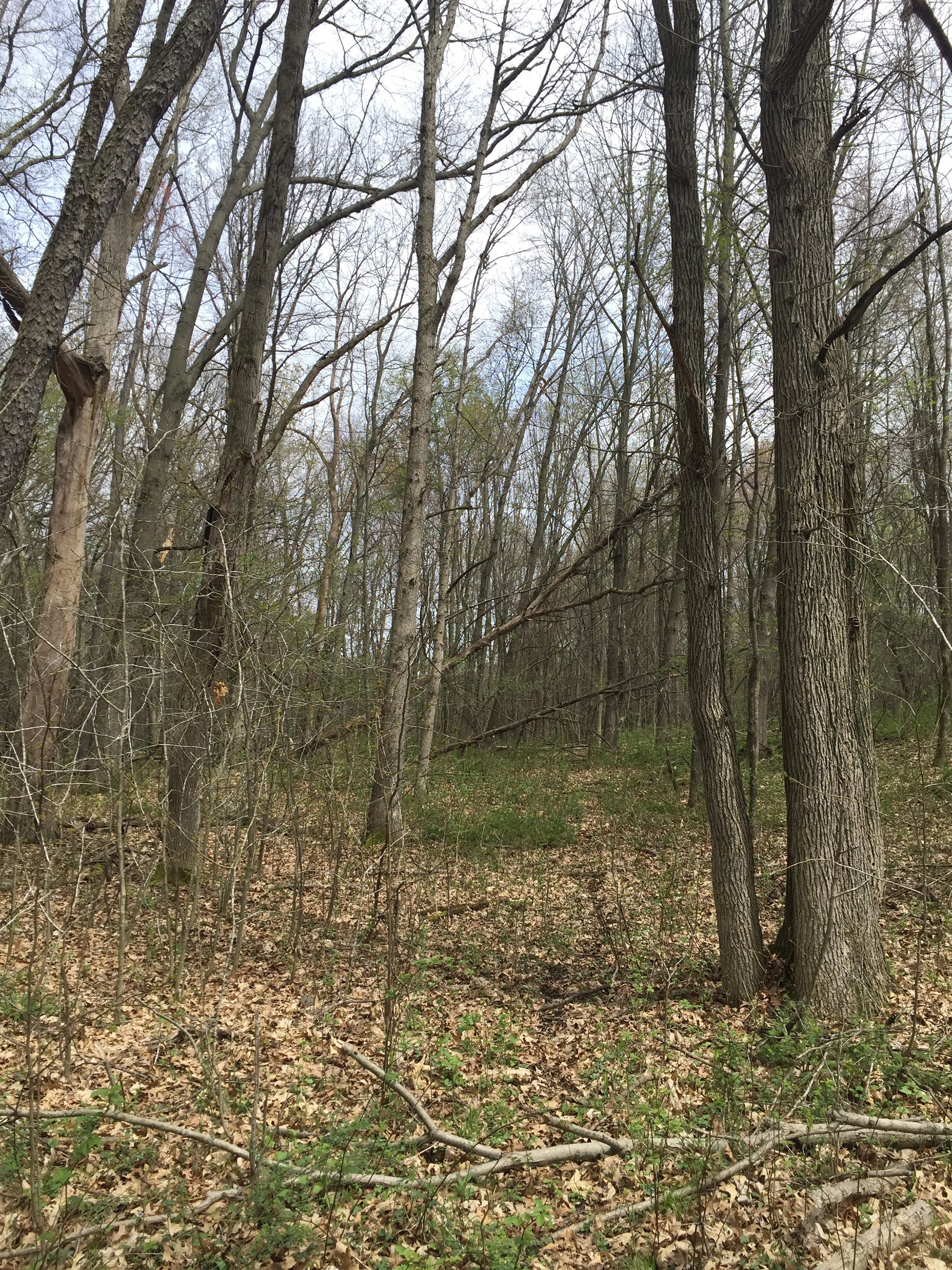 Property photo 69 - ONCE IN A LIFETIME OPPORTUNITY AUCTION - 183+/- ACRES IN 27 TRACTS IN BRANCH COUNTY, MICHIGAN