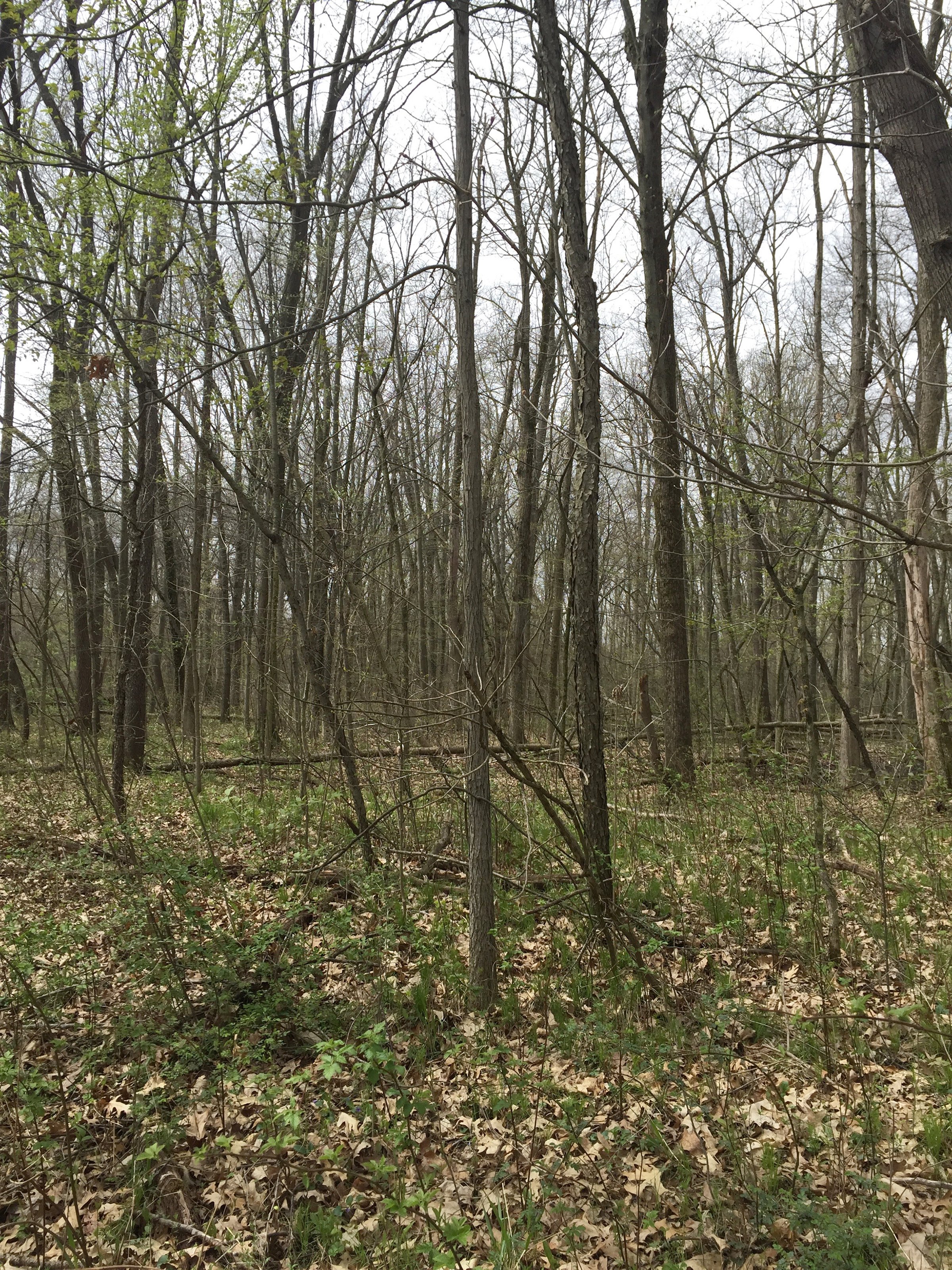 Property photo 84 - ONCE IN A LIFETIME OPPORTUNITY AUCTION - 183+/- ACRES IN 27 TRACTS IN BRANCH COUNTY, MICHIGAN