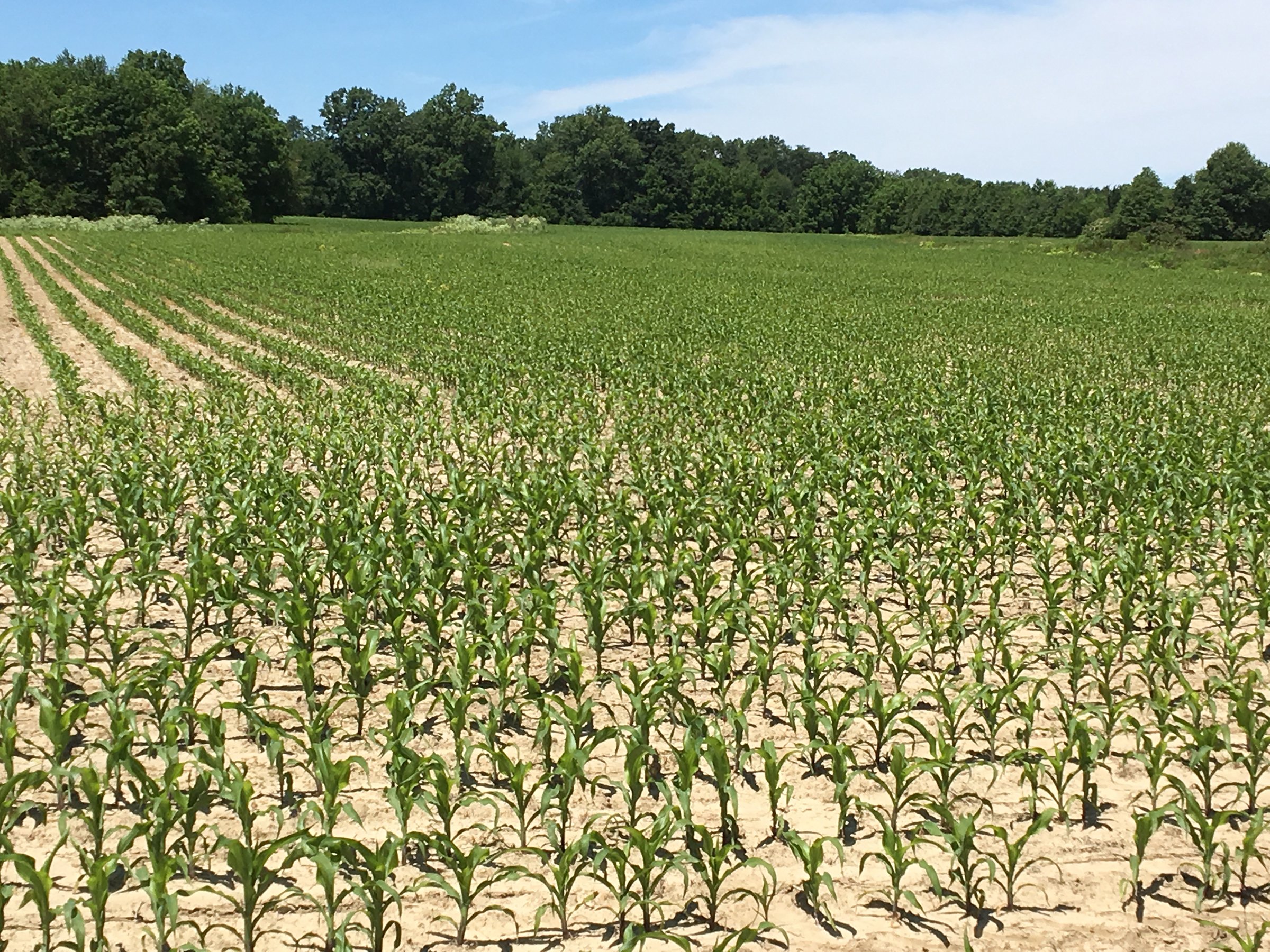 Property photo 1 - REAL ESTATE AUCTION - 126+/- ACRES OFFERED IN 4 TRACTS IN GREENE COUNTY, INDIANA