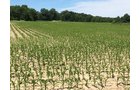 Property photo 1 - REAL ESTATE AUCTION - 126+/- ACRES OFFERED IN 4 TRACTS IN GREENE COUNTY, INDIANA