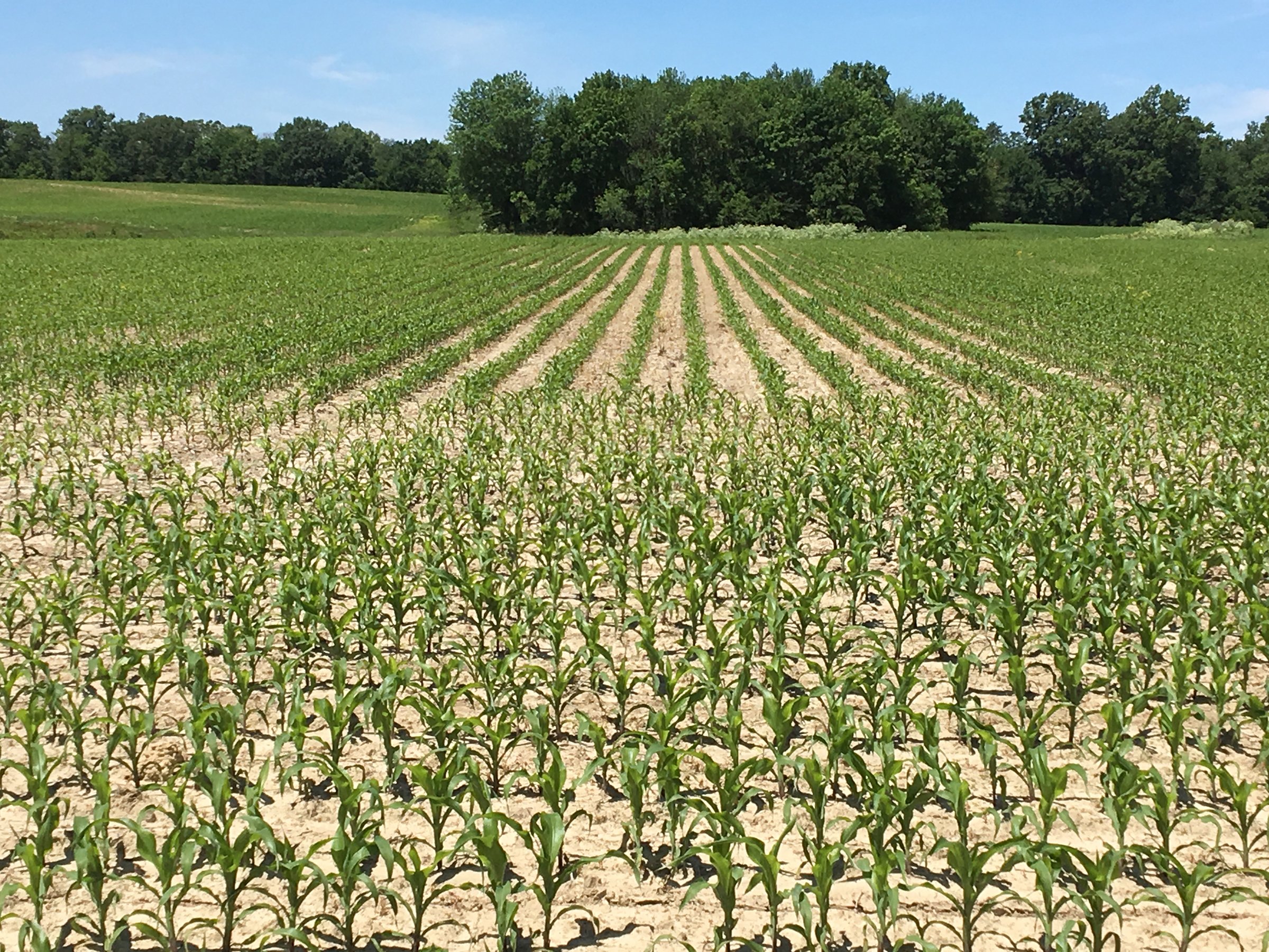 Property photo 2 - REAL ESTATE AUCTION - 126+/- ACRES OFFERED IN 4 TRACTS IN GREENE COUNTY, INDIANA