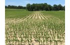 Property photo 2 - REAL ESTATE AUCTION - 126+/- ACRES OFFERED IN 4 TRACTS IN GREENE COUNTY, INDIANA