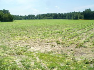 Property photo 2 - CROPLAND/RECREATIONAL LAND AUCTION - 81.5+/- ACRES OFFERED IN 2 TRACTS IN WAYNE COUNTY, INDIANA