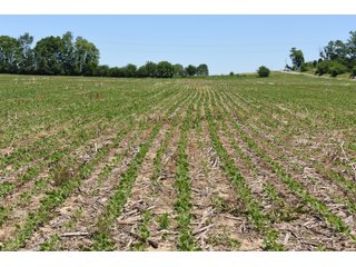 Tract 7 - REAL ESTATE AUCTION - 486+/- ACRES OFFERED IN 9 TRACTS IN MORGAN & MARION COUNTIES, INDIANA