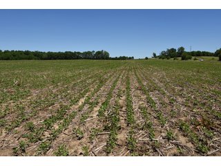 Tract 7 - REAL ESTATE AUCTION - 486+/- ACRES OFFERED IN 9 TRACTS IN MORGAN & MARION COUNTIES, INDIANA